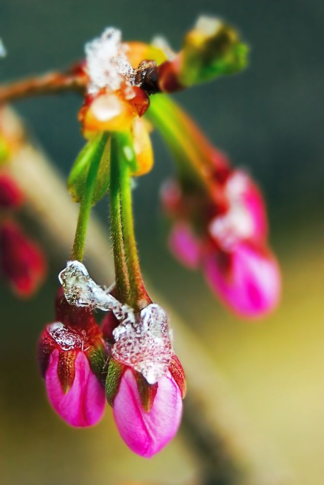 frozen spring