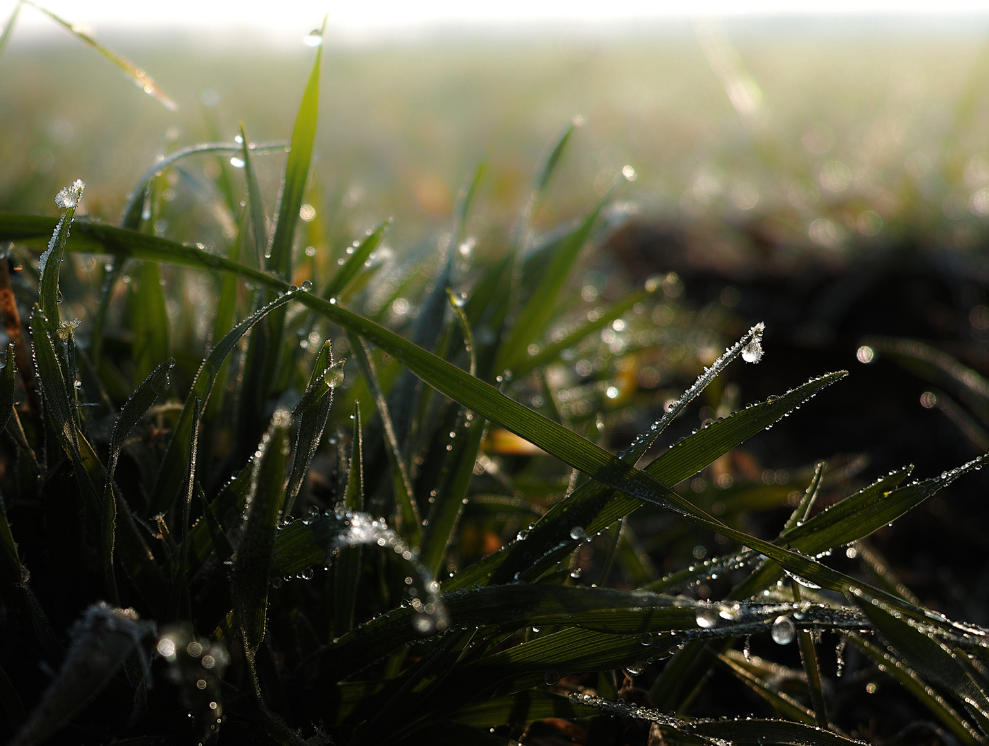 Frozen Spring...