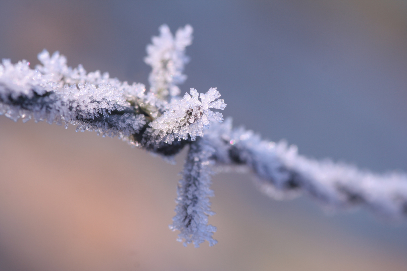 frozen Stacheldraht