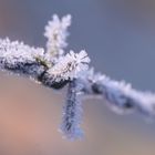 frozen Stacheldraht