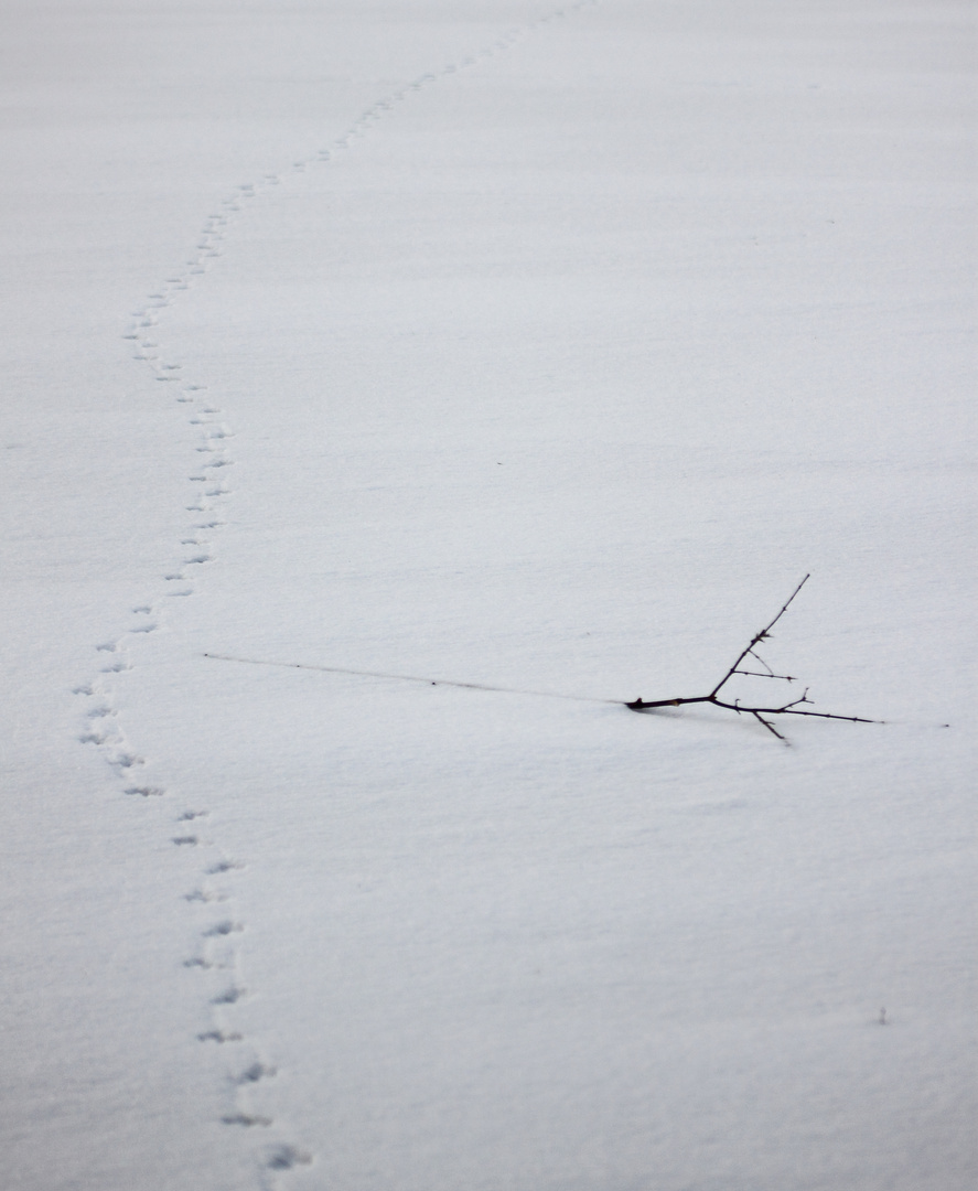 Frozen Steps