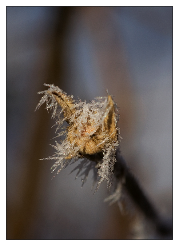 frozen stick