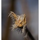 frozen stick