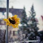 Frozen Sunflower