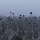 Frozen Sunflower