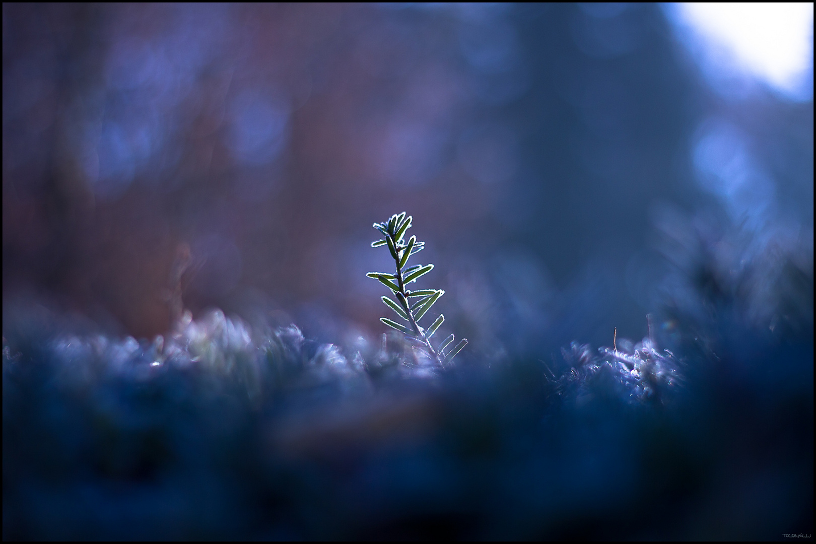 frozen taxus