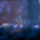 frozen taxus