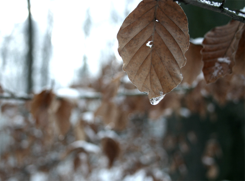 frozen teardrop