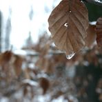 frozen teardrop