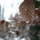 frozen teardrop