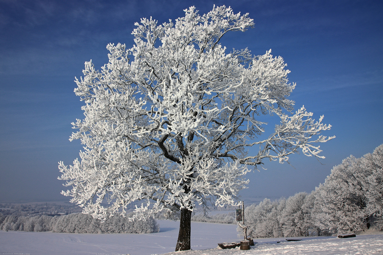 °°°frozen tree°°°