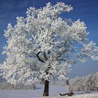 °°°frozen tree°°°