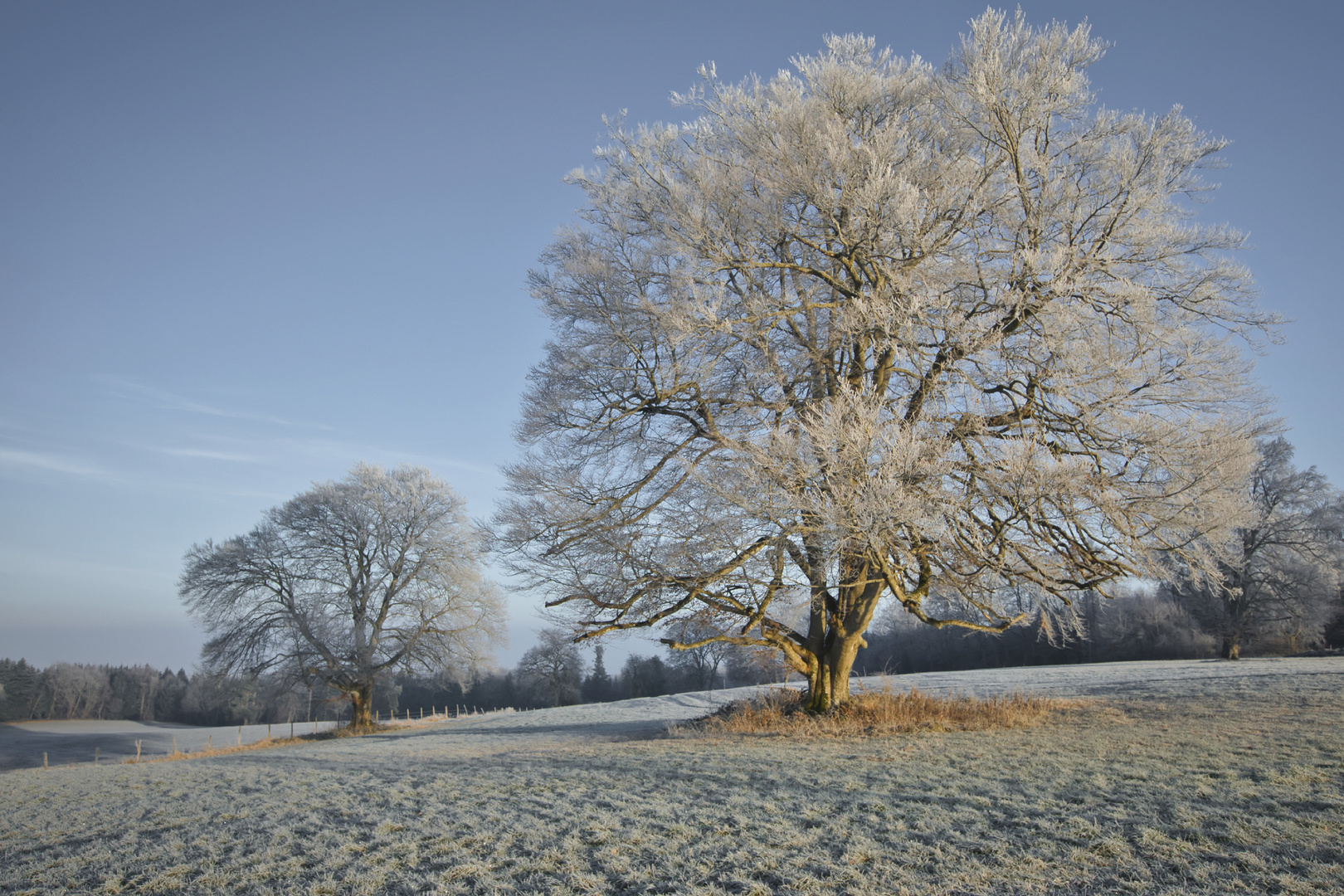 Frozen tree