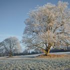 Frozen tree