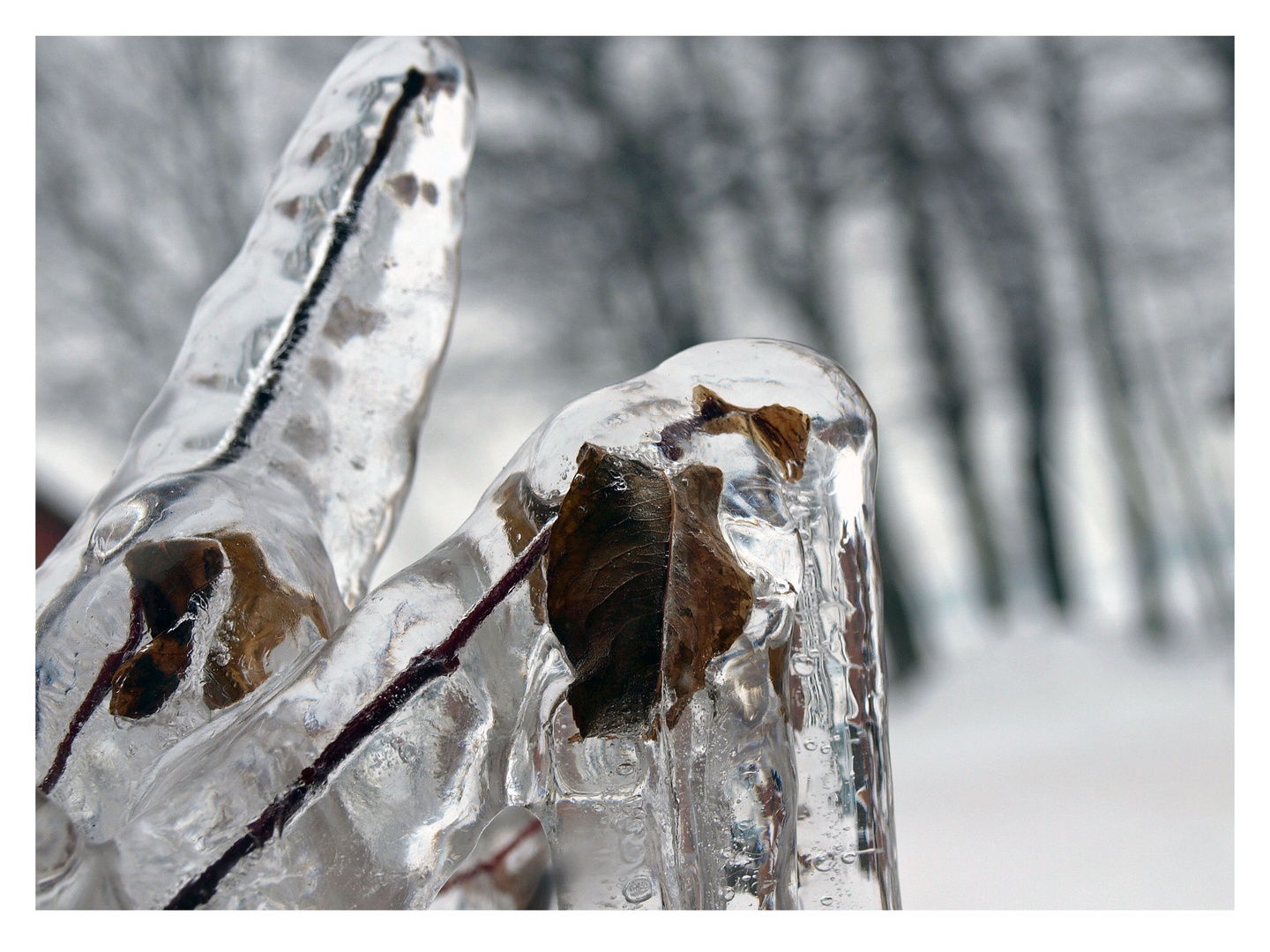 frozen tree