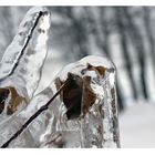 frozen tree