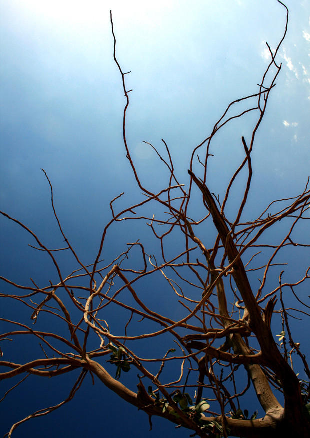 Frozen tree