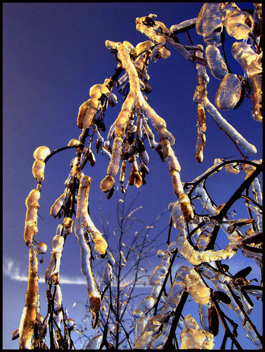 Frozen tree