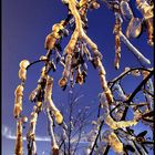 Frozen tree