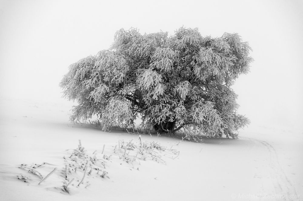 Frozen Tree...