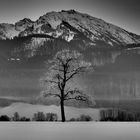 frozen tree