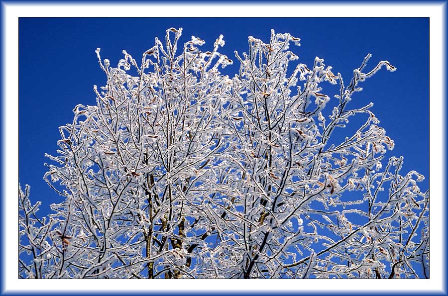frozen tree