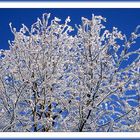 frozen tree