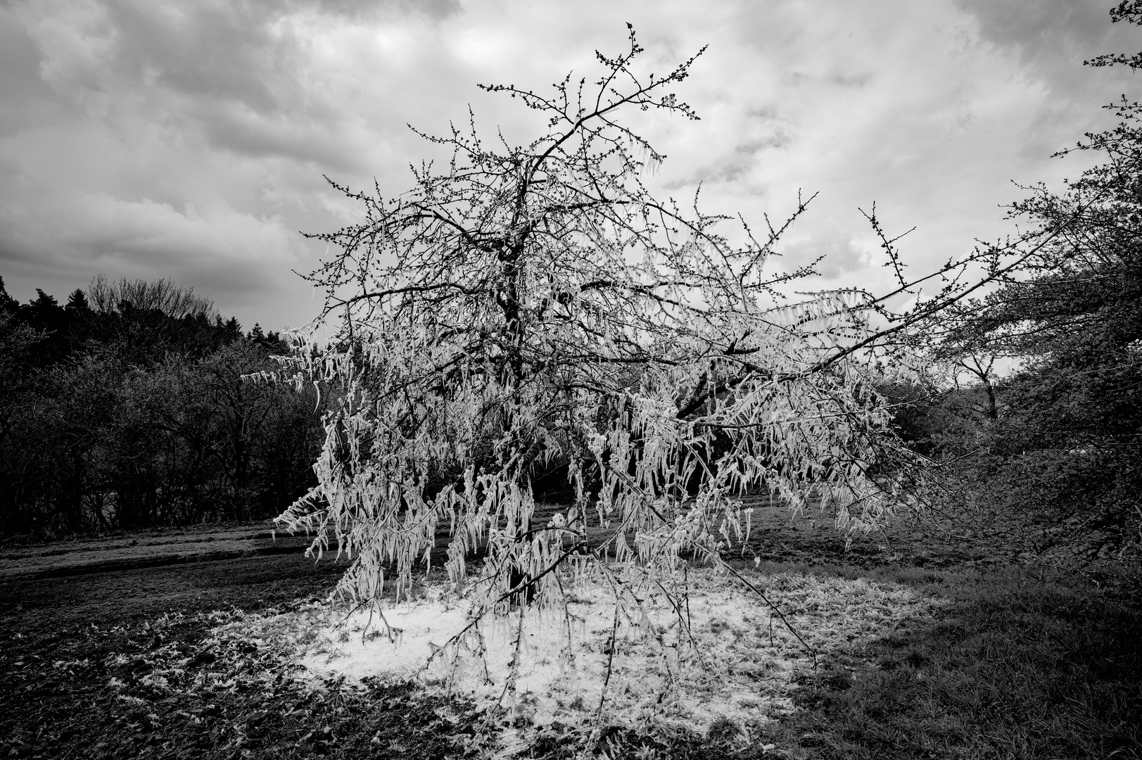 Frozen Tree