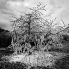 Frozen Tree