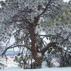 Frozen Tree - Bryce National Park