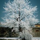 frozen tree