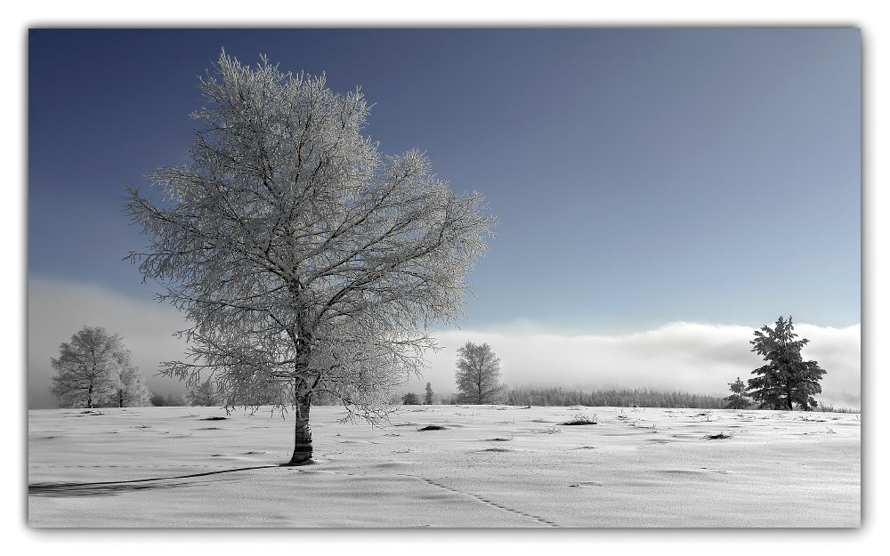 Frozen Tree