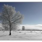 Frozen Tree