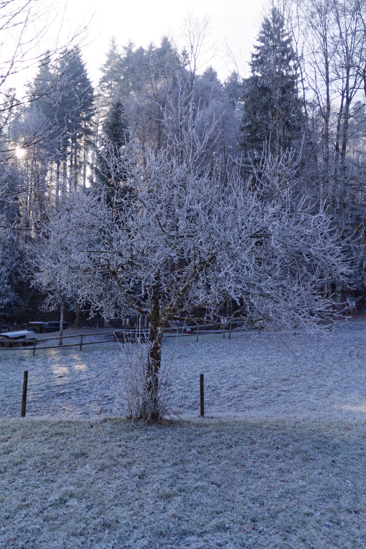 Frozen trees