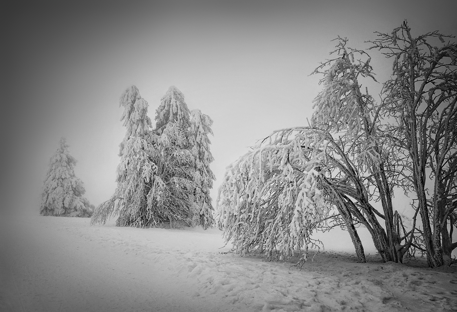 Frozen Trees