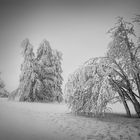 Frozen Trees