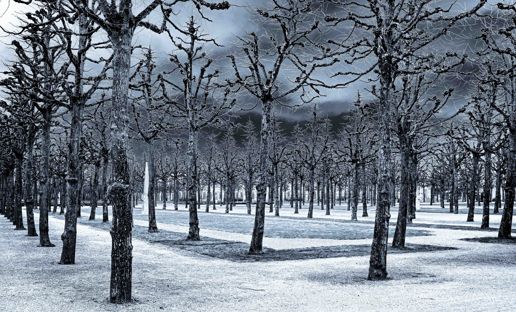 Frozen Trees