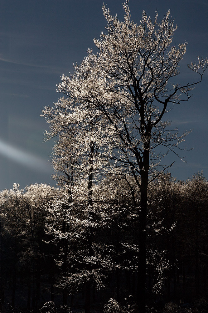 Frozen Trees