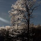 Frozen Trees