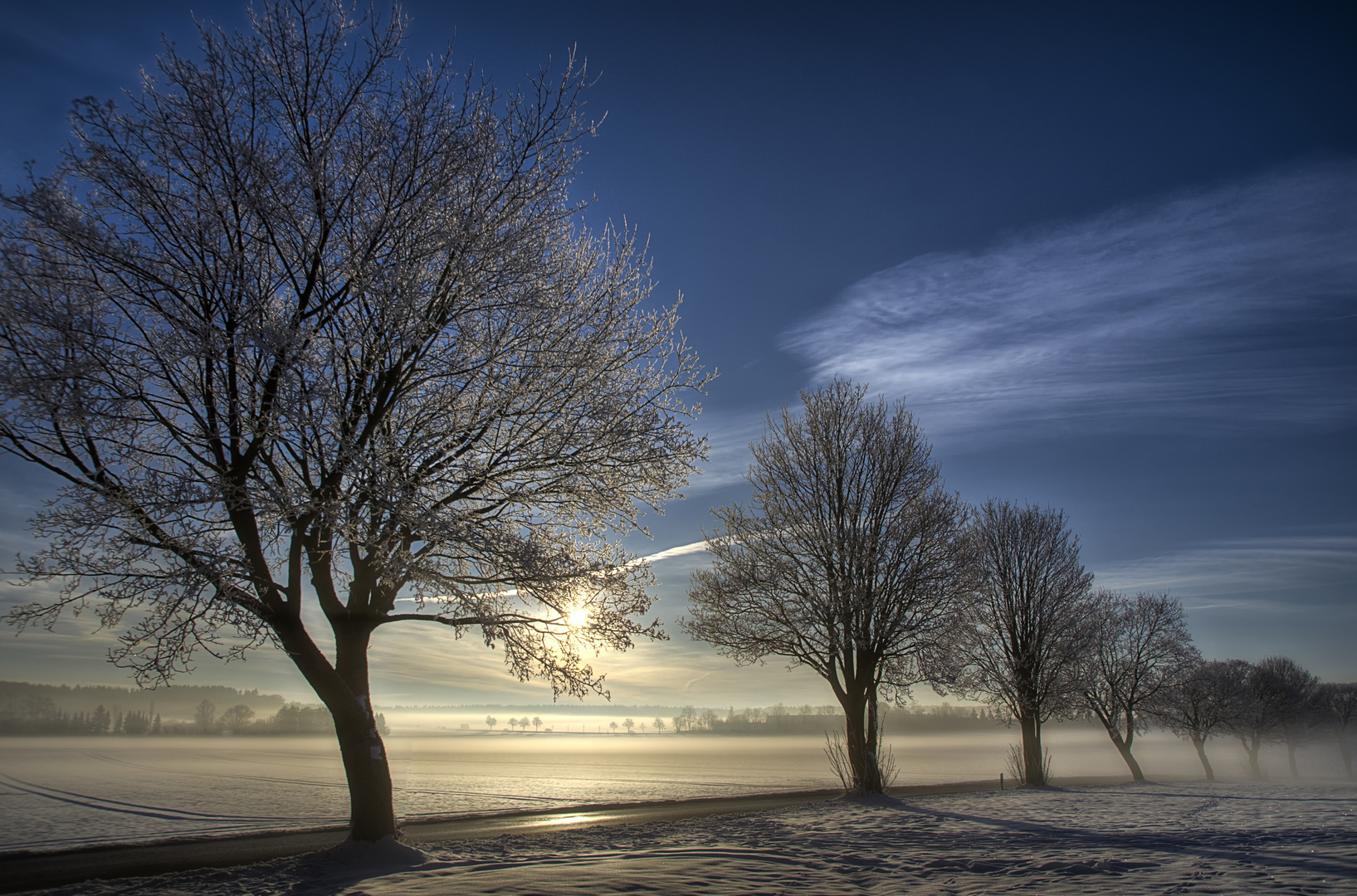 Frozen trees