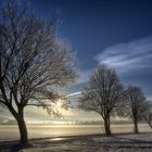 Frozen trees