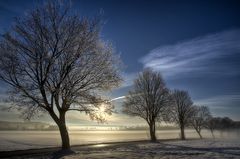 Frozen trees