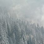 frozen trees