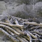 Frozen trees