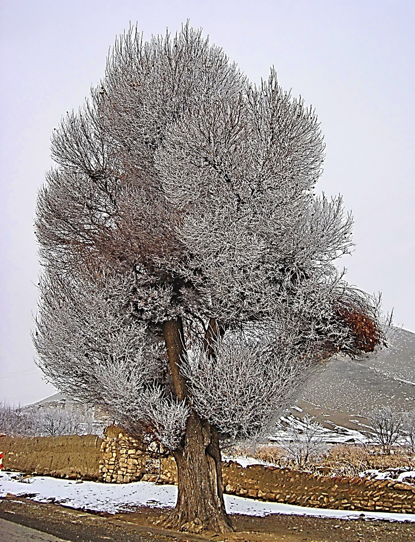 frozen trees