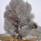 frozen trees