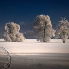 frozen trees