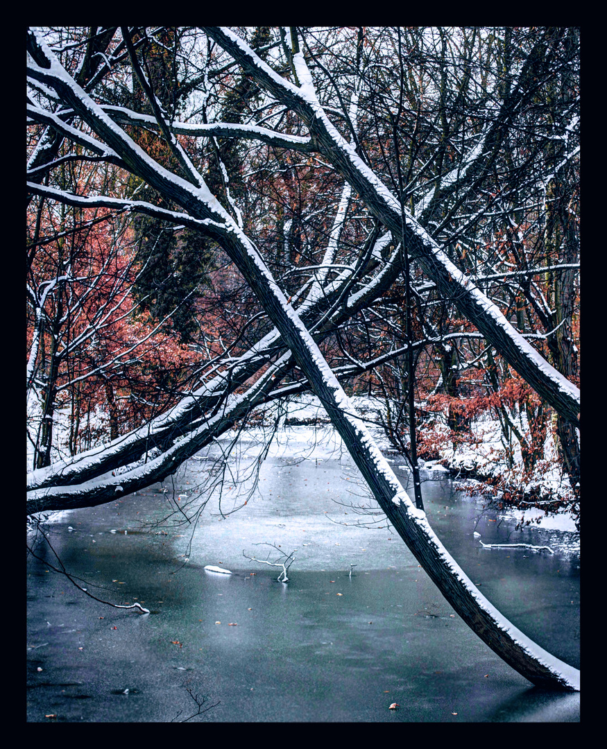 Frozen Trees