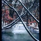 Frozen Trees