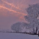 frozen trees...